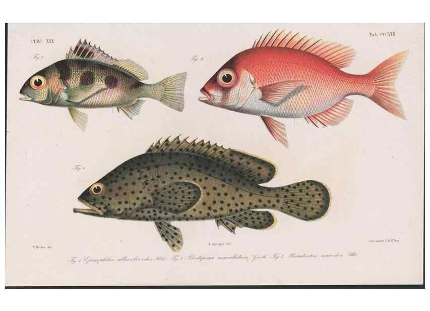 Reproducción/Reproduction 48942481016: Atlas ichthyologique des Indes orientales néêrlandaises :. Amsterdam :Frédéric Muller, editeur,1862-1878. 