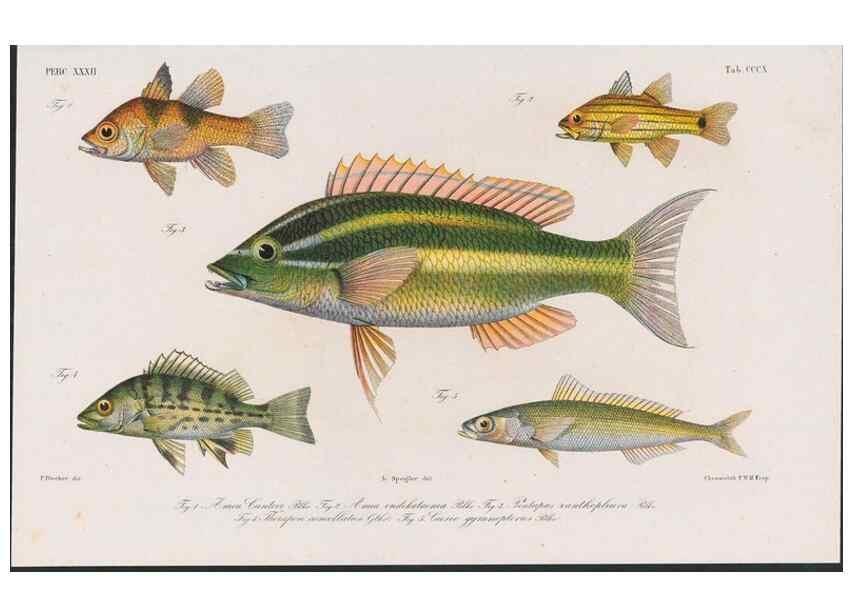 Reproducción/Reproduction 48941934753: Atlas ichthyologique des Indes orientales néêrlandaises :. Amsterdam :Frédéric Muller, editeur,1862-1878. 