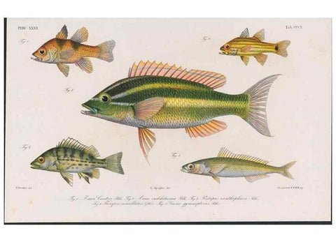 Reproducción/Reproduction 48941934753: Atlas ichthyologique des Indes orientales néêrlandaises :. Amsterdam :Frédéric Muller, editeur,1862-1878. 