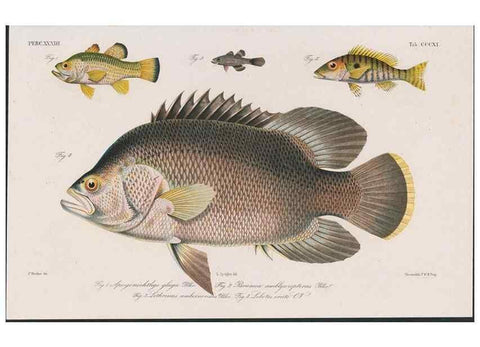 Reproducción/Reproduction 48941935013: Atlas ichthyologique des Indes orientales néêrlandaises :. Amsterdam :Frédéric Muller, editeur,1862-1878. 