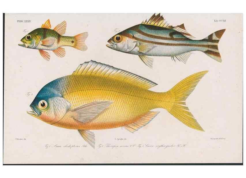 Reproducción/Reproduction 48942673112: Atlas ichthyologique des Indes orientales néêrlandaises :. Amsterdam :Frédéric Muller, editeur,1862-1878. 