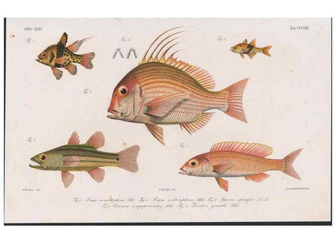 Reproducción/Reproduction 48942482481: Atlas ichthyologique des Indes orientales néêrlandaises :. Amsterdam :Frédéric Muller, editeur,1862-1878. 