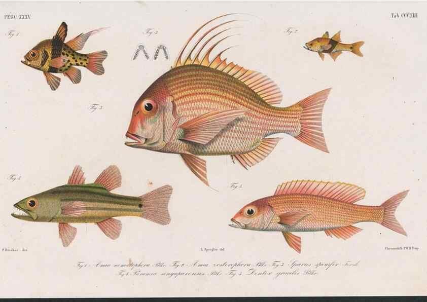 Reproducción/Reproduction 48942482481: Atlas ichthyologique des Indes orientales néêrlandaises :. Amsterdam :Frédéric Muller, editeur,1862-1878. 