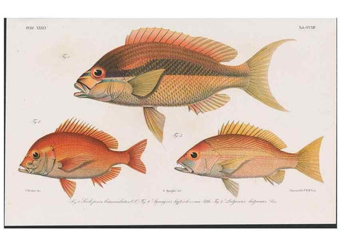 Reproducción/Reproduction 48942673627: Atlas ichthyologique des Indes orientales néêrlandaises :. Amsterdam :Frédéric Muller, editeur,1862-1878. 