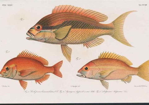 Reproducción/Reproduction 48942673627: Atlas ichthyologique des Indes orientales néêrlandaises :. Amsterdam :Frédéric Muller, editeur,1862-1878. 