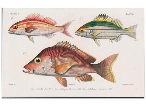 Reproducción/Reproduction 48942673877: Atlas ichthyologique des Indes orientales néêrlandaises :. Amsterdam :Frédéric Muller, editeur,1862-1878. 