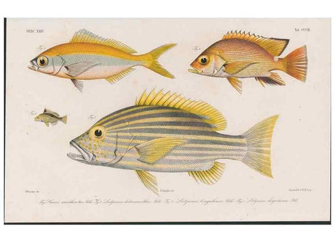 Reproducción/Reproduction 48942670162: Atlas ichthyologique des Indes orientales néêrlandaises :. Amsterdam :Frédéric Muller, editeur,1862-1878. 