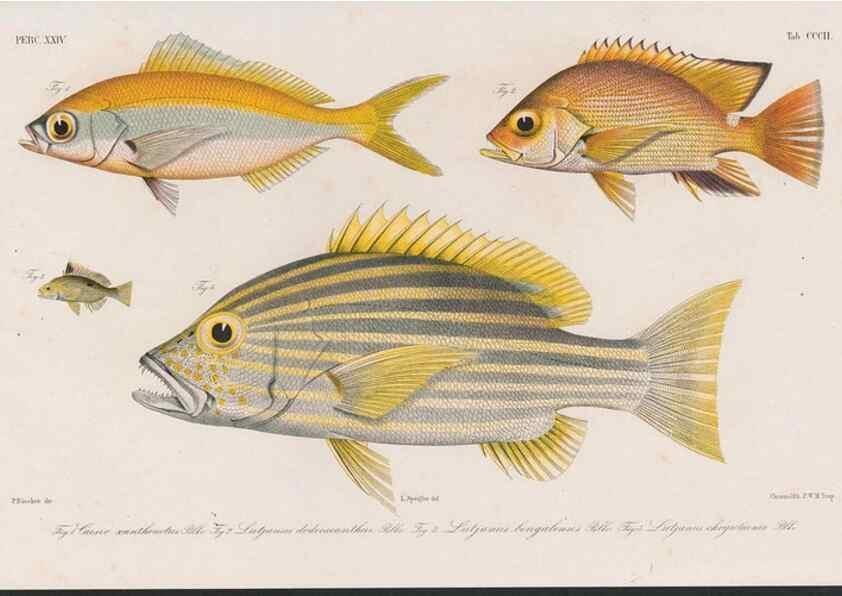 Reproducción/Reproduction 48942670162: Atlas ichthyologique des Indes orientales néêrlandaises :. Amsterdam :Frédéric Muller, editeur,1862-1878. 