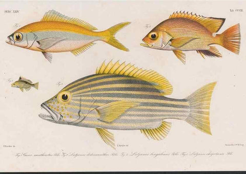 Reproducción/Reproduction 48942670162: Atlas ichthyologique des Indes orientales néêrlandaises :. Amsterdam :Frédéric Muller, editeur,1862-1878. 