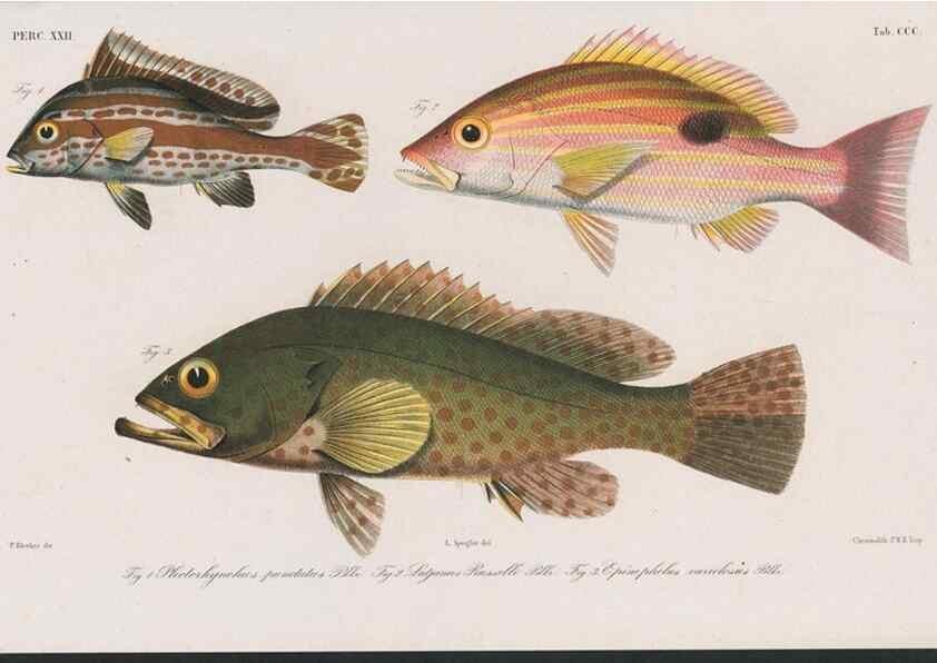 Reproducción/Reproduction 48942478701: Atlas ichthyologique des Indes orientales néêrlandaises :. Amsterdam :Frédéric Muller, editeur,1862-1878. 