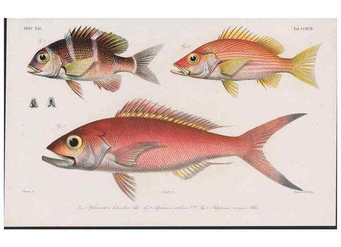 Reproducción/Reproduction 48942478416: Atlas ichthyologique des Indes orientales néêrlandaises :. Amsterdam :Frédéric Muller, editeur,1862-1878. 