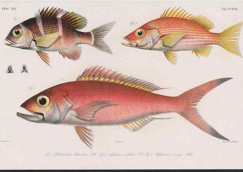 Reproducción/Reproduction 48942478416: Atlas ichthyologique des Indes orientales néêrlandaises :. Amsterdam :Frédéric Muller, editeur,1862-1878. 