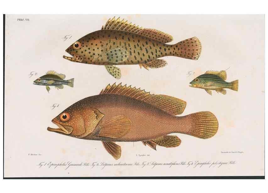Reproducción/Reproduction 48942474111: Atlas ichthyologique des Indes orientales néêrlandaises :. Amsterdam :Frédéric Muller, editeur,1862-1878. 