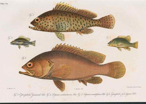 Reproducción/Reproduction 48942474111: Atlas ichthyologique des Indes orientales néêrlandaises :. Amsterdam :Frédéric Muller, editeur,1862-1878. 