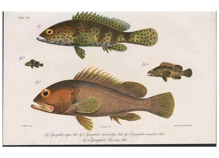 Reproducción/Reproduction 48942665122: Atlas ichthyologique des Indes orientales néêrlandaises :. Amsterdam :Frédéric Muller, editeur,1862-1878. 