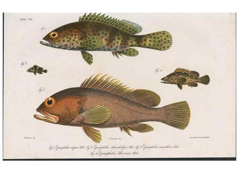 Reproducción/Reproduction 48942665122: Atlas ichthyologique des Indes orientales néêrlandaises :. Amsterdam :Frédéric Muller, editeur,1862-1878. 