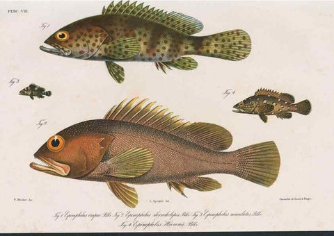 Reproducción/Reproduction 48942665122: Atlas ichthyologique des Indes orientales néêrlandaises :. Amsterdam :Frédéric Muller, editeur,1862-1878. 