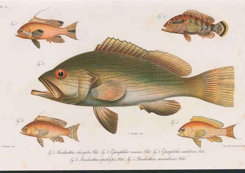 Reproducción/Reproduction 48942665827: Atlas ichthyologique des Indes orientales néêrlandaises :. Amsterdam :Frédéric Muller, editeur,1862-1878. 