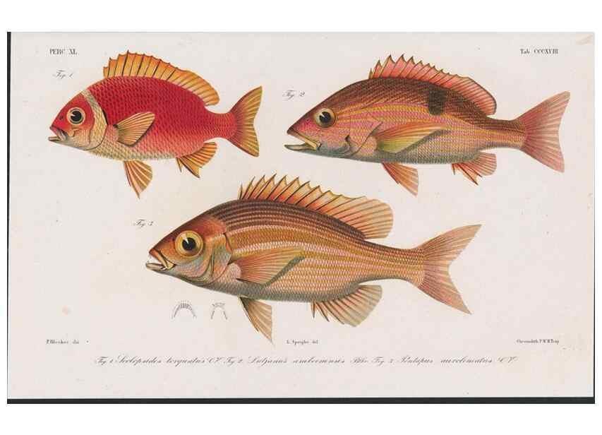 Reproducción/Reproduction 48941936988: Atlas ichthyologique des Indes orientales néêrlandaises :. Amsterdam :Frédéric Muller, editeur,1862-1878. 