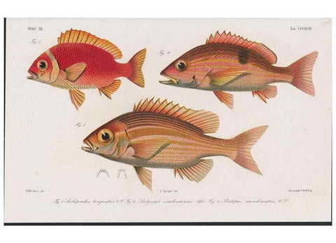 Reproducción/Reproduction 48941936988: Atlas ichthyologique des Indes orientales néêrlandaises :. Amsterdam :Frédéric Muller, editeur,1862-1878. 