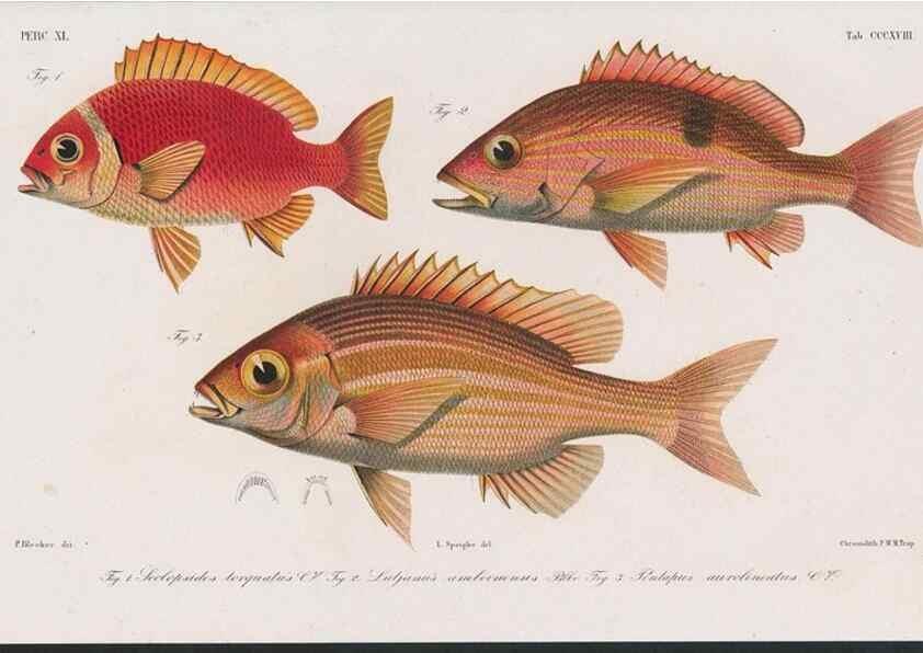 Reproducción/Reproduction 48941936988: Atlas ichthyologique des Indes orientales néêrlandaises :. Amsterdam :Frédéric Muller, editeur,1862-1878. 