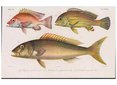 Reproducción/Reproduction 48942667442: Atlas ichthyologique des Indes orientales néêrlandaises :. Amsterdam :Frédéric Muller, editeur,1862-1878. 