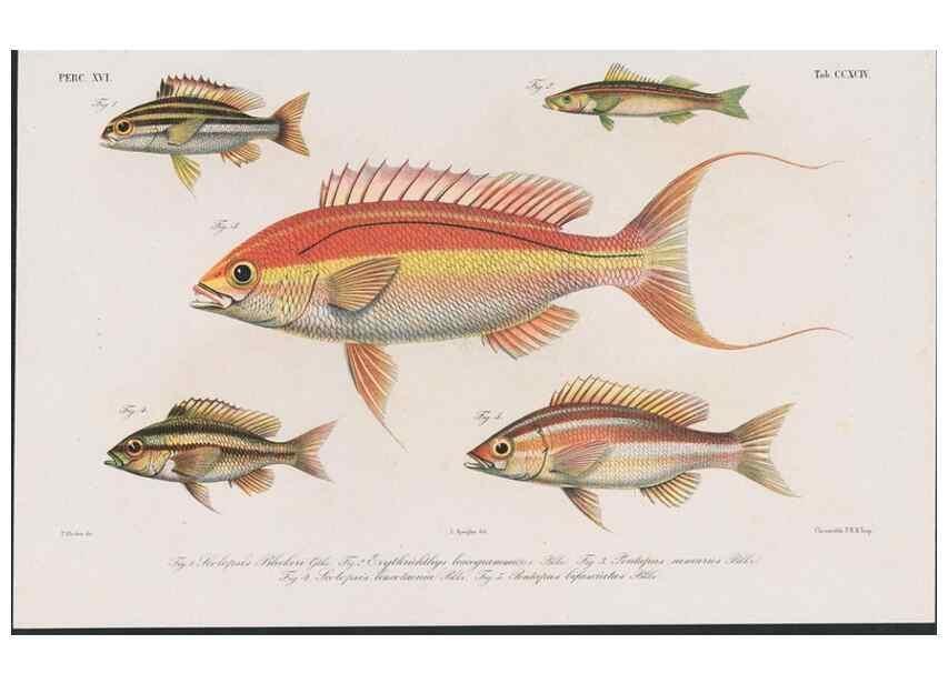 Reproducción/Reproduction 48942477041: Atlas ichthyologique des Indes orientales néêrlandaises :. Amsterdam :Frédéric Muller, editeur,1862-1878. 