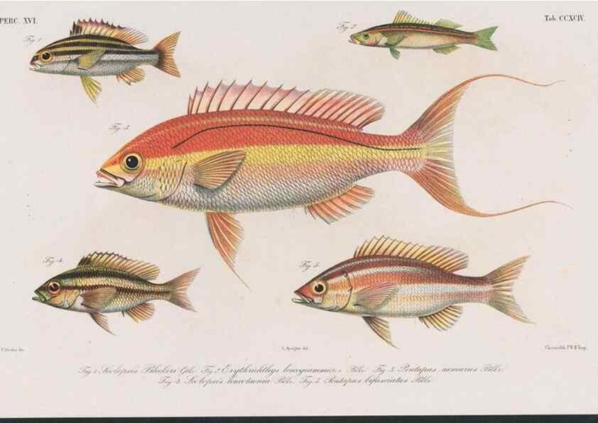 Reproducción/Reproduction 48942477041: Atlas ichthyologique des Indes orientales néêrlandaises :. Amsterdam :Frédéric Muller, editeur,1862-1878. 