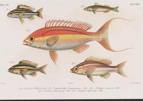 Reproducción/Reproduction 48942477041: Atlas ichthyologique des Indes orientales néêrlandaises :. Amsterdam :Frédéric Muller, editeur,1862-1878. 