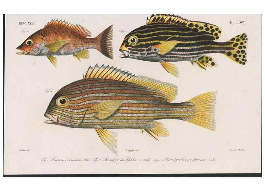 Reproducción/Reproduction 48942477361: Atlas ichthyologique des Indes orientales néêrlandaises :. Amsterdam :Frédéric Muller, editeur,1862-1878. 