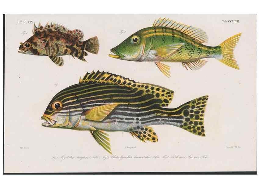 Reproducción/Reproduction 48942668622: Atlas ichthyologique des Indes orientales néêrlandaises :. Amsterdam :Frédéric Muller, editeur,1862-1878. 