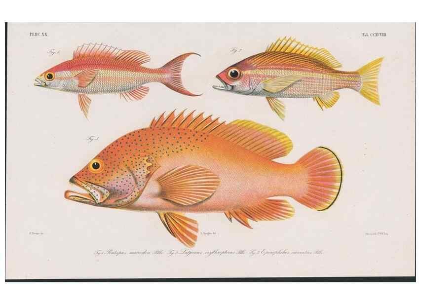 Reproducción/Reproduction 48941931223: Atlas ichthyologique des Indes orientales néêrlandaises :. Amsterdam :Frédéric Muller, editeur,1862-1878. 