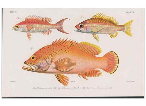 Reproducción/Reproduction 48941931223: Atlas ichthyologique des Indes orientales néêrlandaises :. Amsterdam :Frédéric Muller, editeur,1862-1878. 