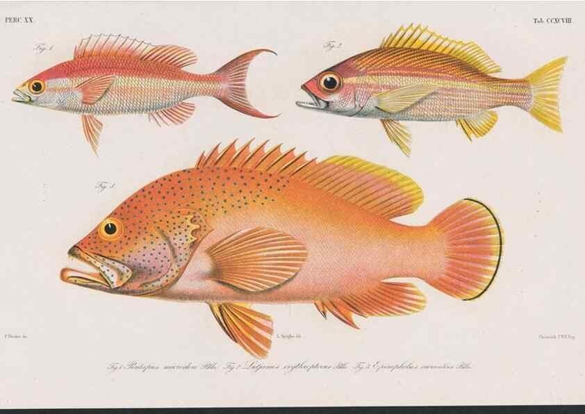Reproducción/Reproduction 48941931223: Atlas ichthyologique des Indes orientales néêrlandaises :. Amsterdam :Frédéric Muller, editeur,1862-1878. 