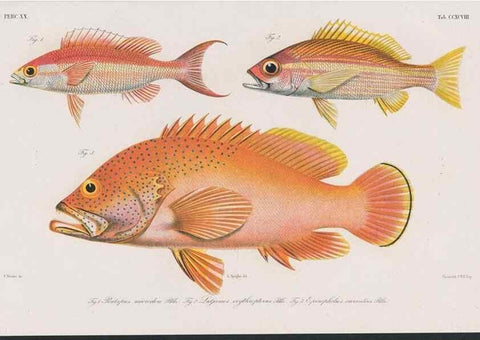 Reproducción/Reproduction 48941931223: Atlas ichthyologique des Indes orientales néêrlandaises :. Amsterdam :Frédéric Muller, editeur,1862-1878. 
