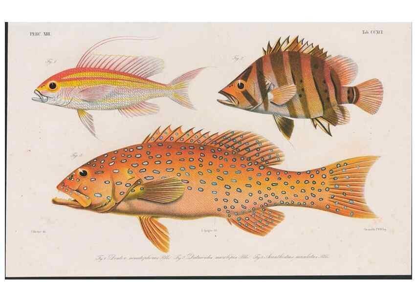 Reproducción/Reproduction 48942476036: Atlas ichthyologique des Indes orientales néêrlandaises :. Amsterdam :Frédéric Muller, editeur,1862-1878. 