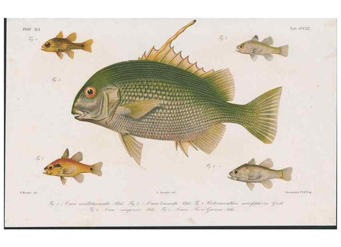Reproducción/Reproduction 48942484136: Atlas ichthyologique des Indes orientales néêrlandaises :. Amsterdam :Frédéric Muller, editeur,1862-1878. 
