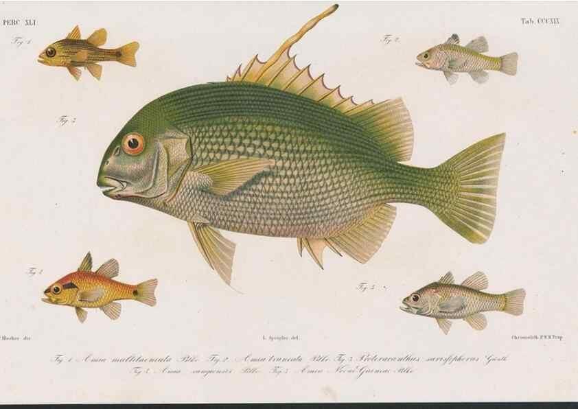 Reproducción/Reproduction 48942484136: Atlas ichthyologique des Indes orientales néêrlandaises :. Amsterdam :Frédéric Muller, editeur,1862-1878. 