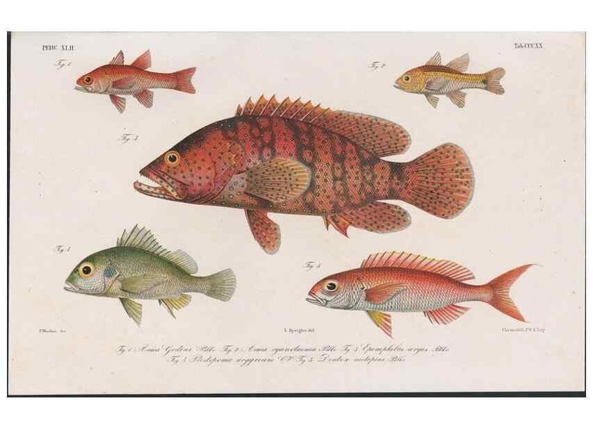 Reproducción/Reproduction 48942675307: Atlas ichthyologique des Indes orientales néêrlandaises :. Amsterdam :Frédéric Muller, editeur,1862-1878. 