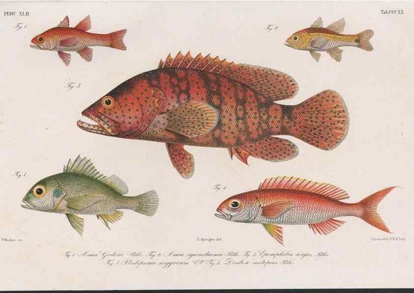 Reproducción/Reproduction 48942675307: Atlas ichthyologique des Indes orientales néêrlandaises :. Amsterdam :Frédéric Muller, editeur,1862-1878. 
