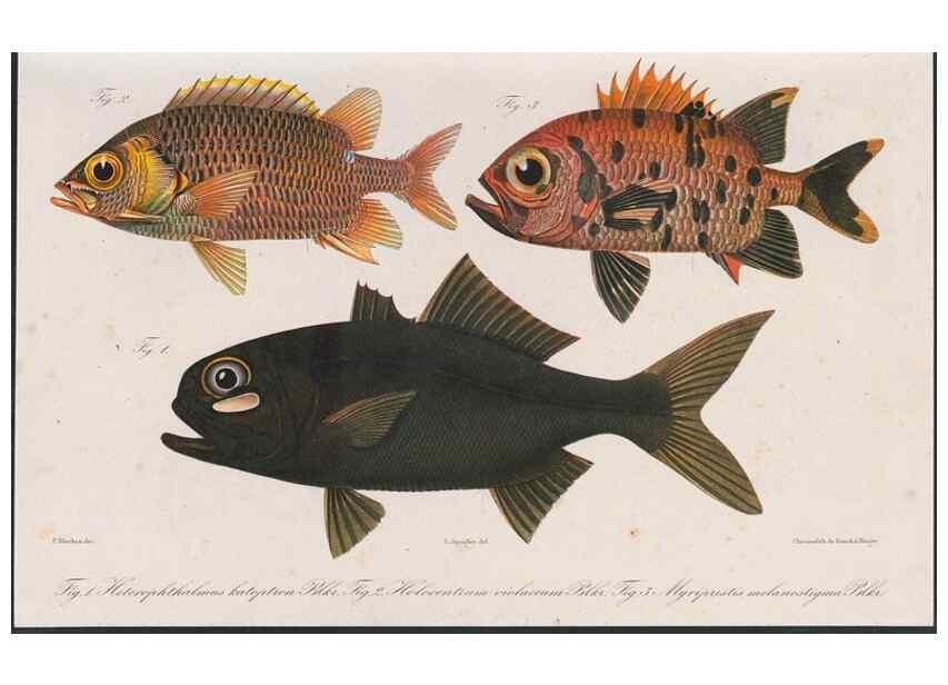 Reproducción/Reproduction 48942854737: Atlas ichthyologique des Indes orientales néêrlandaises :. Amsterdam :Frédéric Muller, editeur,1862-1878. 