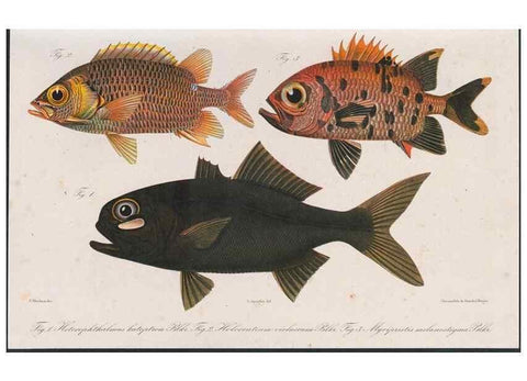 Reproducción/Reproduction 48942854737: Atlas ichthyologique des Indes orientales néêrlandaises :. Amsterdam :Frédéric Muller, editeur,1862-1878. 