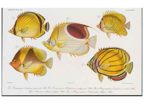Reproducción/Reproduction 48942670901: Atlas ichthyologique des Indes orientales néêrlandaises :. Amsterdam :Frédéric Muller, editeur,1862-1878. 