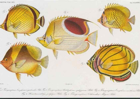 Reproducción/Reproduction 48942670901: Atlas ichthyologique des Indes orientales néêrlandaises :. Amsterdam :Frédéric Muller, editeur,1862-1878. 