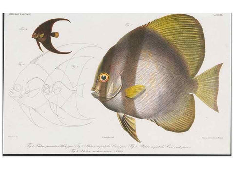 Reproducción/Reproduction 48942122003: Atlas ichthyologique des Indes orientales néêrlandaises :. Amsterdam :Frédéric Muller, editeur,1862-1878. 