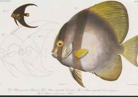 Reproducción/Reproduction 48942122003: Atlas ichthyologique des Indes orientales néêrlandaises :. Amsterdam :Frédéric Muller, editeur,1862-1878. 