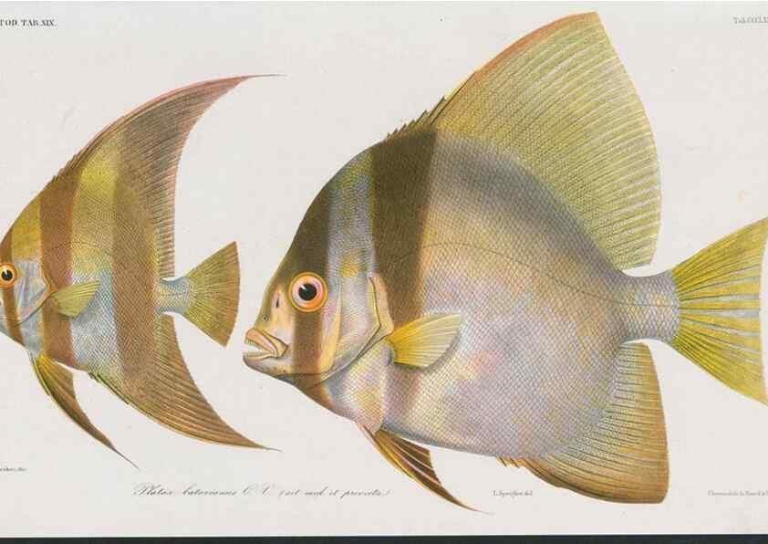 Reproducción/Reproduction 48942671791: Atlas ichthyologique des Indes orientales néêrlandaises :. Amsterdam :Frédéric Muller, editeur,1862-1878. 