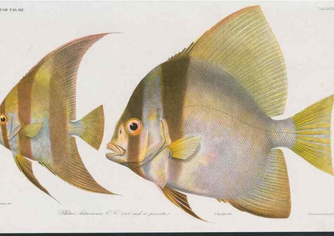 Reproducción/Reproduction 48942671791: Atlas ichthyologique des Indes orientales néêrlandaises :. Amsterdam :Frédéric Muller, editeur,1862-1878. 