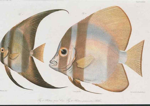 Reproducción/Reproduction 48942862467: Atlas ichthyologique des Indes orientales néêrlandaises :. Amsterdam :Frédéric Muller, editeur,1862-1878. 