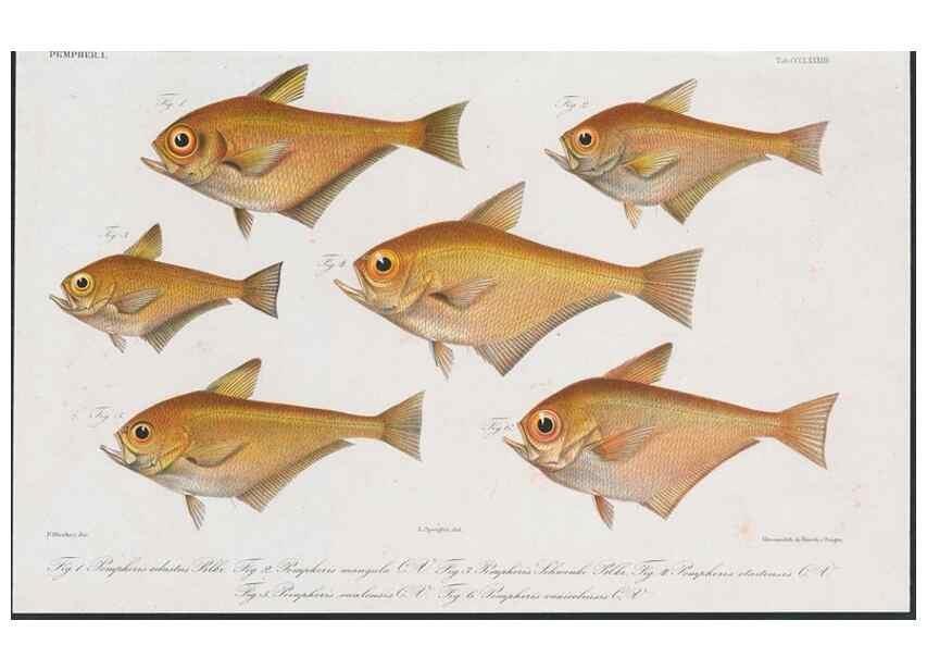 Reproducción/Reproduction 48942672496: Atlas ichthyologique des Indes orientales néêrlandaises :. Amsterdam :Frédéric Muller, editeur,1862-1878. 